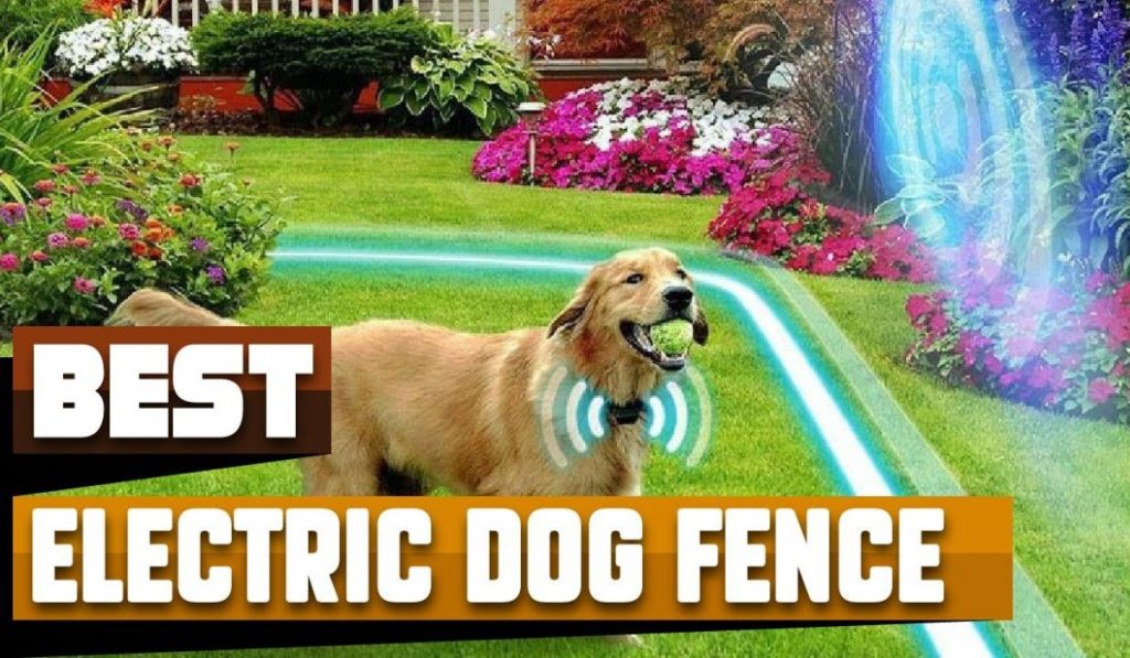 Electric Dog Fence